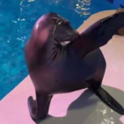Arie The Sealion (ARIE) logo