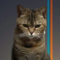Bean Cat (BEANCAT) logo