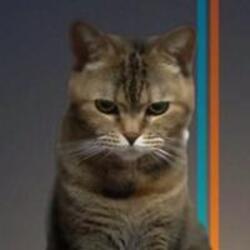 Beancat (BCAT) logo