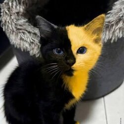 Bicat (BICAT) logo
