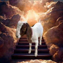 Cedar the Goat (CEDAR) logo