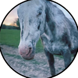 Cheyenne (CHEYENNE) logo