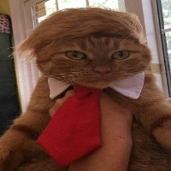 DONALDCAT (DC) logo