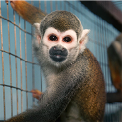 Escaped Lab Monkeys (MONKEY) logo