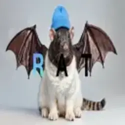 Fat Cat Bat Rat Wif Hat (USDC) logo