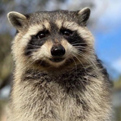 First Convicted Raccoon (FRED) logo