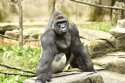 Harambe (HARAMBE) logo