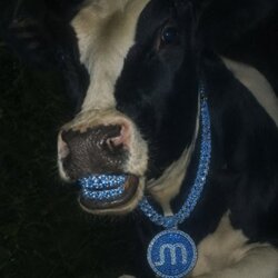 Memory cow Moo (MOO) logo