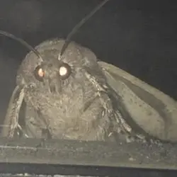 Moth (MOTH) logo