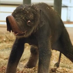 New Baby Elephant Houston Zoo (KIRBY) logo