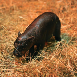 New Born Haggis Pygmy Hippo (HAGGIS) logo