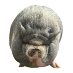 Nikepig (NIKEPIG) logo