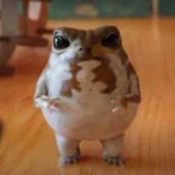 No1 tiktok frog (Omochi) (OMOCHI) logo