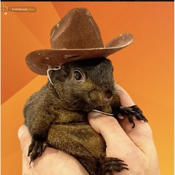 Pnut the Squirrel (PNUT) logo