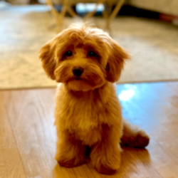 Pooch (POOCH) logo
