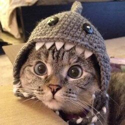 Shark Cat (SC) logo