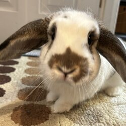 Solport Tom's bunny Lola (LOLA) logo