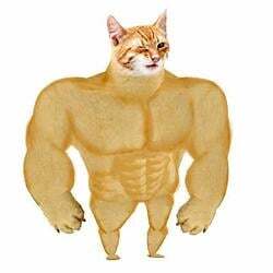 Swole Cat (SWOLE) logo