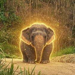 The Chubby Elephant (ชั้ง) logo