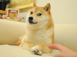 Own The Doge (DOG) logo
