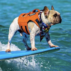 The Surfing Frenchie (DALE) logo