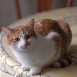Tibanne Thecat (CHIEFPUSSY) logo