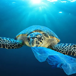 Unbagging The Ocean (UNBAGGED) logo