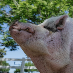 WADDLES LIVE (WADDLESLIV) logo